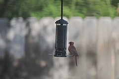 Squirrel Buster Bird Feeder